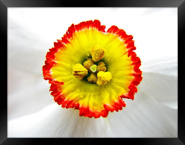 Daffodil core Framed Print by Sandhya Kashyap