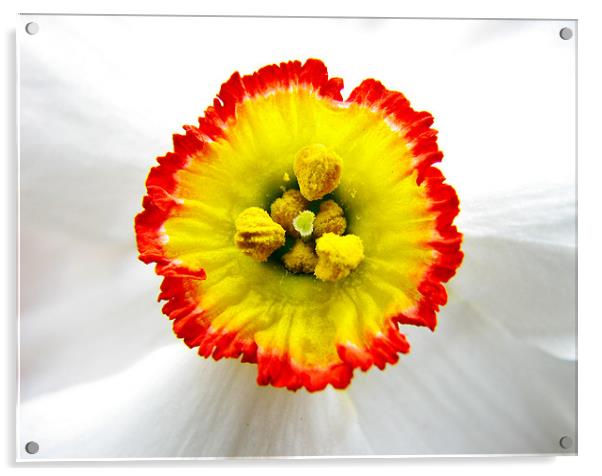 Daffodil core Acrylic by Sandhya Kashyap