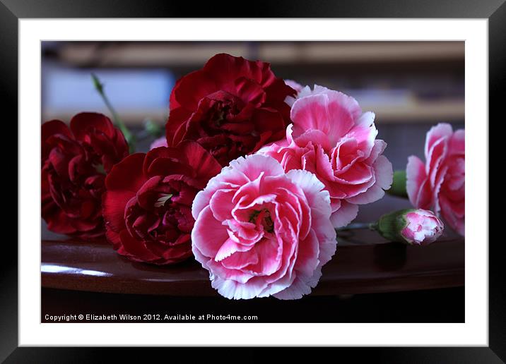 Red and Pink Carnations Framed Mounted Print by Elizabeth Wilson-Stephen