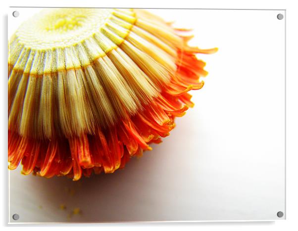 Inverted flower Acrylic by Sandhya Kashyap
