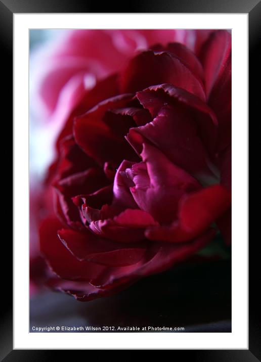 Crimson Red Carnation Framed Mounted Print by Elizabeth Wilson-Stephen