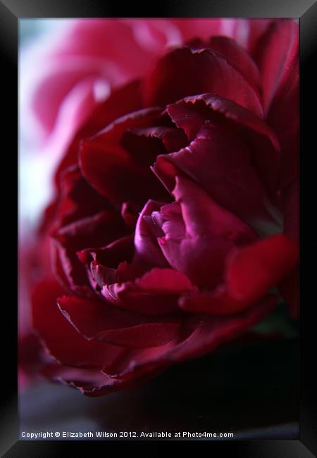 Crimson Red Carnation Framed Print by Elizabeth Wilson-Stephen