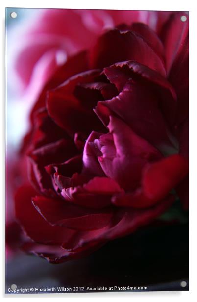 Crimson Red Carnation Acrylic by Elizabeth Wilson-Stephen
