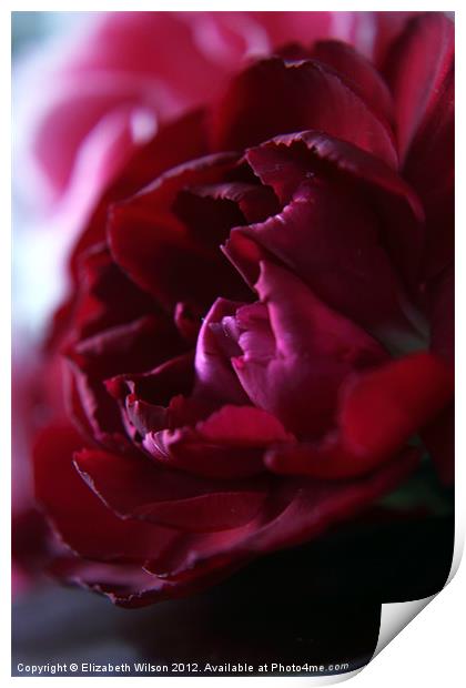 Crimson Red Carnation Print by Elizabeth Wilson-Stephen