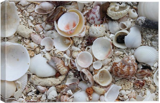 Sea Shells Canvas Print by Alastair Smith