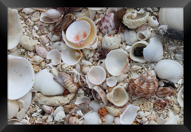 Sea Shells Framed Print by Alastair Smith