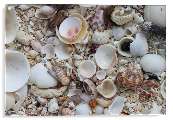 Sea Shells Acrylic by Alastair Smith