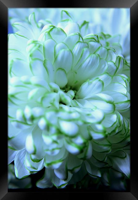 White Chrysanthemum Framed Print by Elizabeth Wilson-Stephen