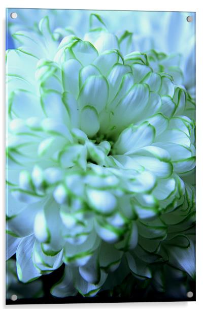 White Chrysanthemum Acrylic by Elizabeth Wilson-Stephen