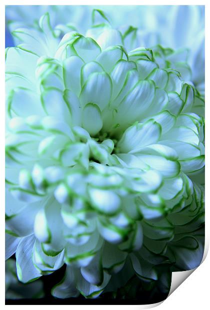 White Chrysanthemum Print by Elizabeth Wilson-Stephen