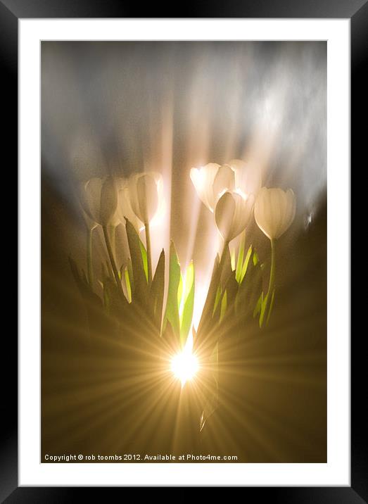 ILLUMINATED TULIPS Framed Mounted Print by Rob Toombs