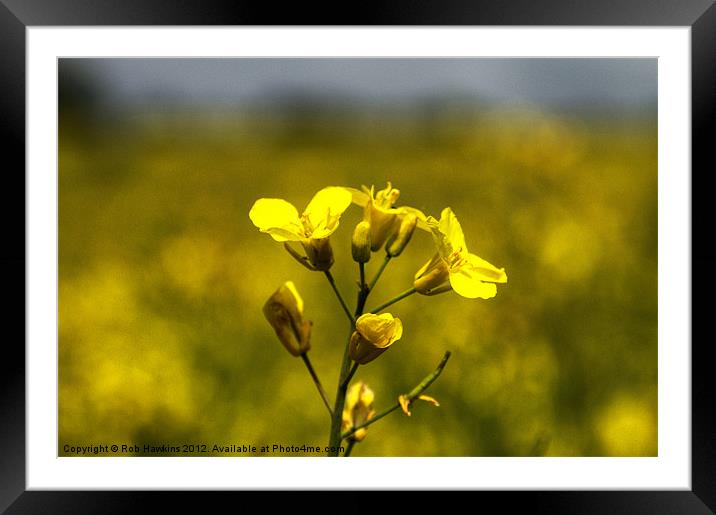 Flower of the Rapeseed Framed Mounted Print by Rob Hawkins