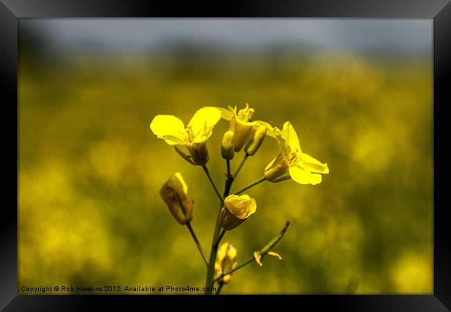 Flower of the Rapeseed Framed Print by Rob Hawkins