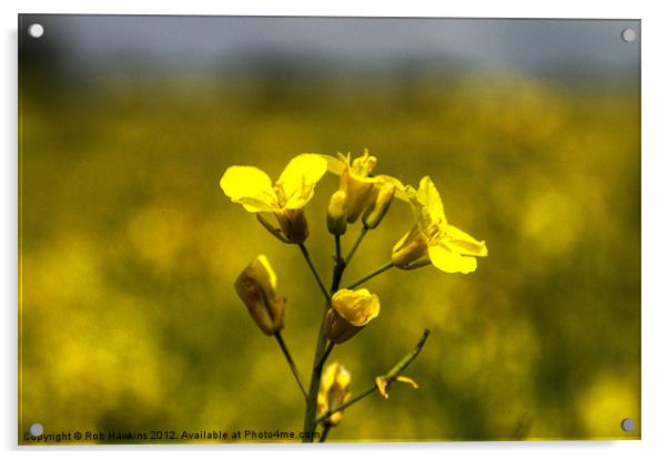 Flower of the Rapeseed Acrylic by Rob Hawkins