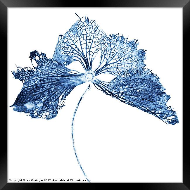 Blue Bract Framed Print by Ian Grainger