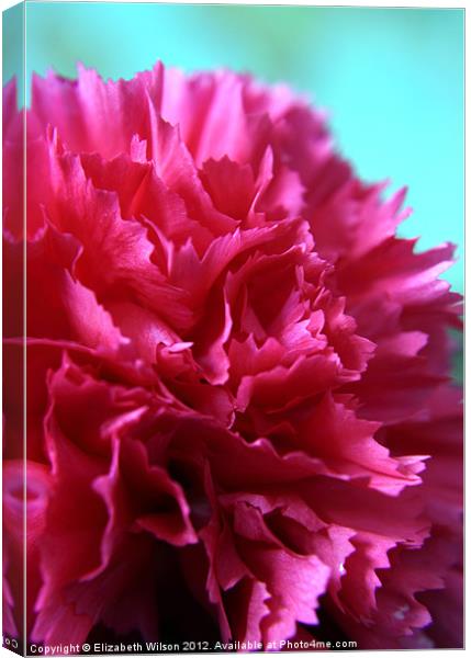 Bright Pink Double Carnation Canvas Print by Elizabeth Wilson-Stephen