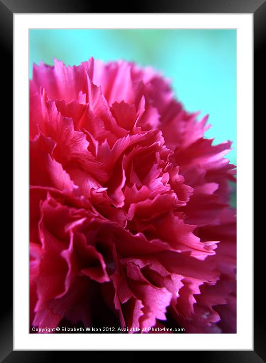 Bright Pink Double Carnation Framed Mounted Print by Elizabeth Wilson-Stephen