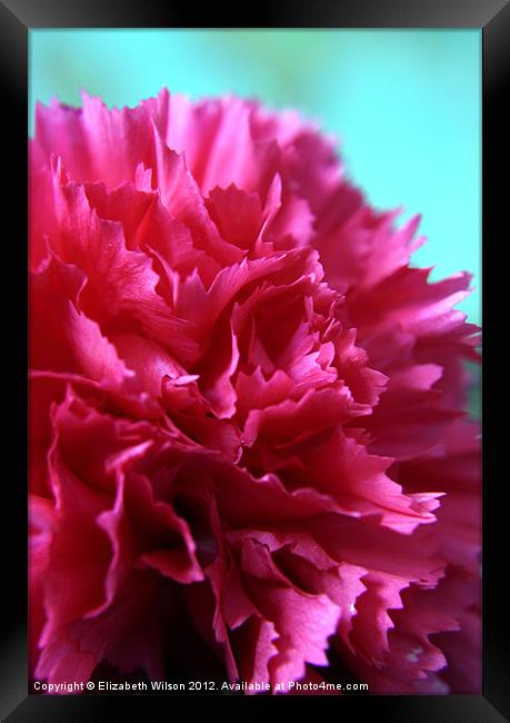 Bright Pink Double Carnation Framed Print by Elizabeth Wilson-Stephen