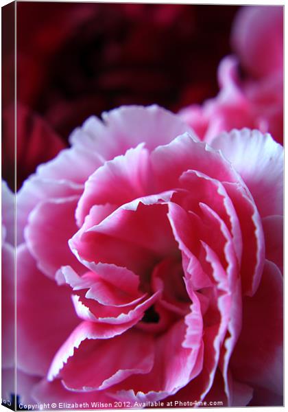 Pink Carnation Canvas Print by Elizabeth Wilson-Stephen