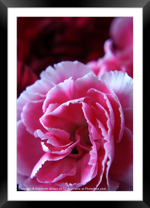 Pink Carnation Framed Mounted Print by Elizabeth Wilson-Stephen