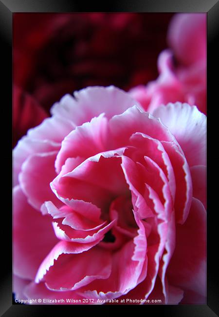 Pink Carnation Framed Print by Elizabeth Wilson-Stephen