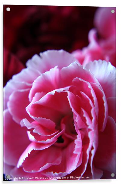 Pink Carnation Acrylic by Elizabeth Wilson-Stephen