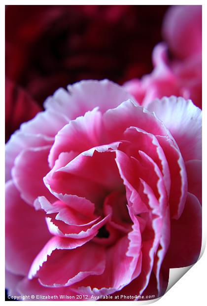 Pink Carnation Print by Elizabeth Wilson-Stephen