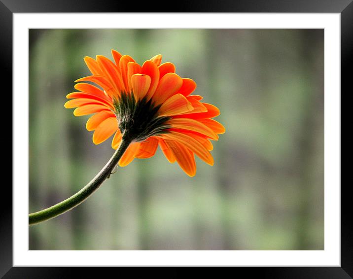 Anticipating flower Framed Mounted Print by Sandhya Kashyap