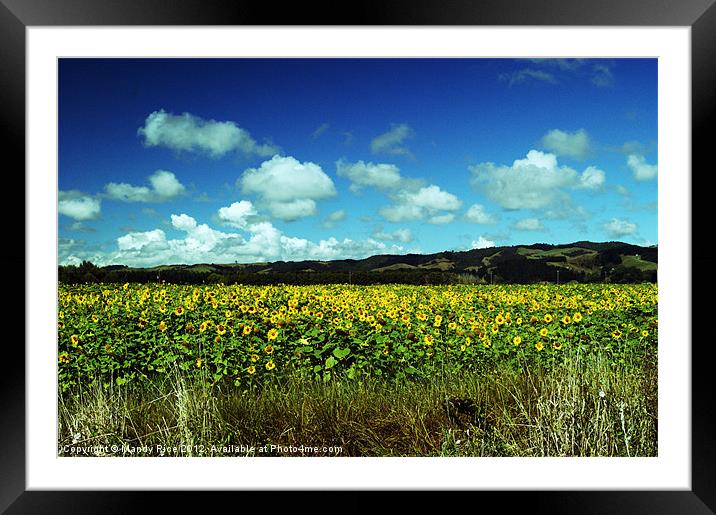 Field of Sunflowers NZ Framed Mounted Print by Mandy Rice