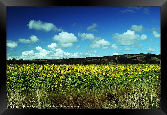 Field of Sunflowers NZ Framed Print by Mandy Rice