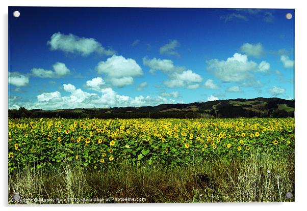 Field of Sunflowers NZ Acrylic by Mandy Rice