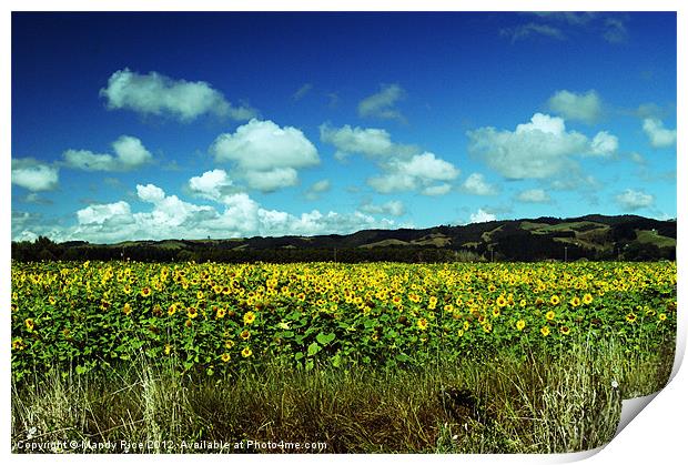 Field of Sunflowers NZ Print by Mandy Rice