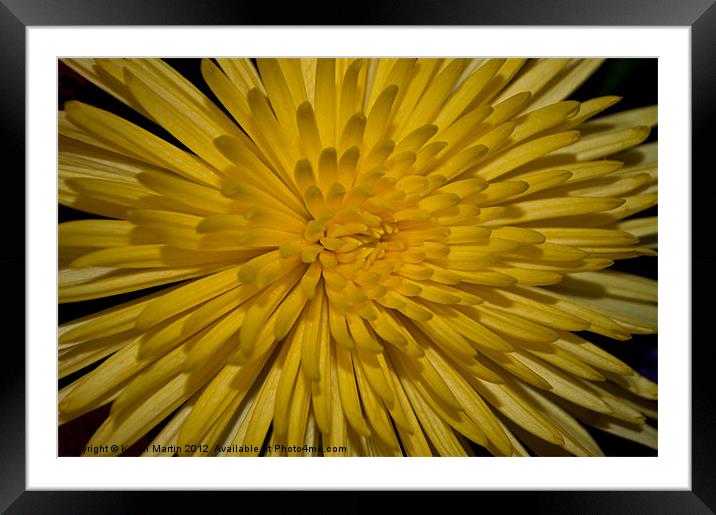 Yellow Chrysanthemum Framed Mounted Print by Karen Martin