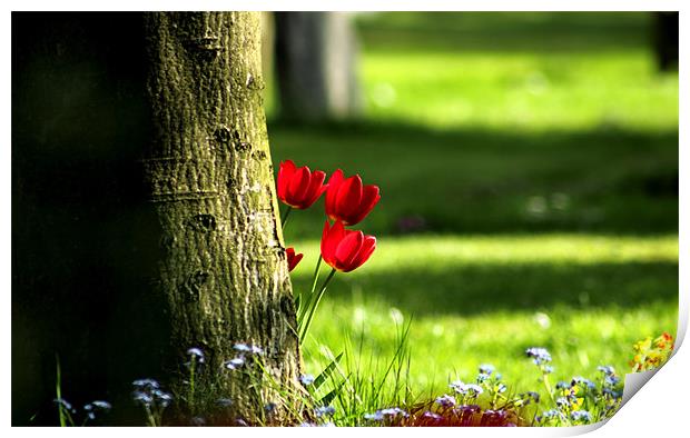Tulips peeping from behind a tree Print by Sandhya Kashyap