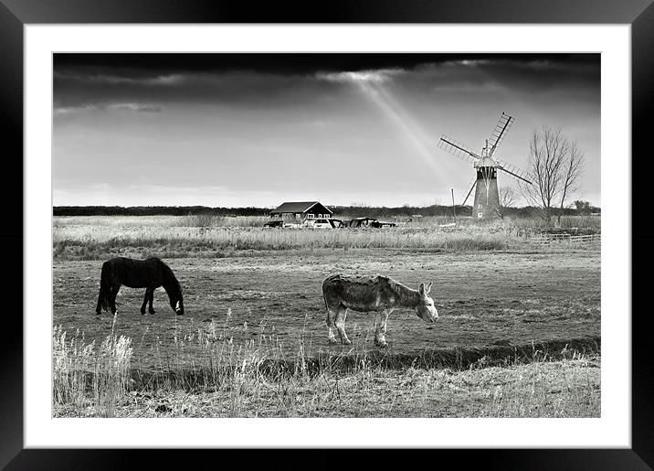 Horse and Mule grazing by St Benets Mill Framed Mounted Print by Stephen Mole
