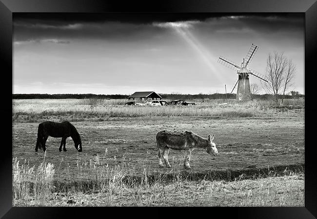 Horse and Mule grazing by St Benets Mill Framed Print by Stephen Mole