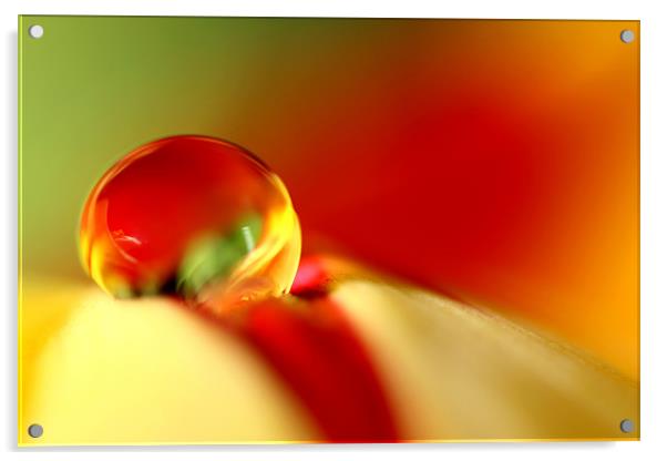 Tulip Droplet Acrylic by Sharon Johnstone