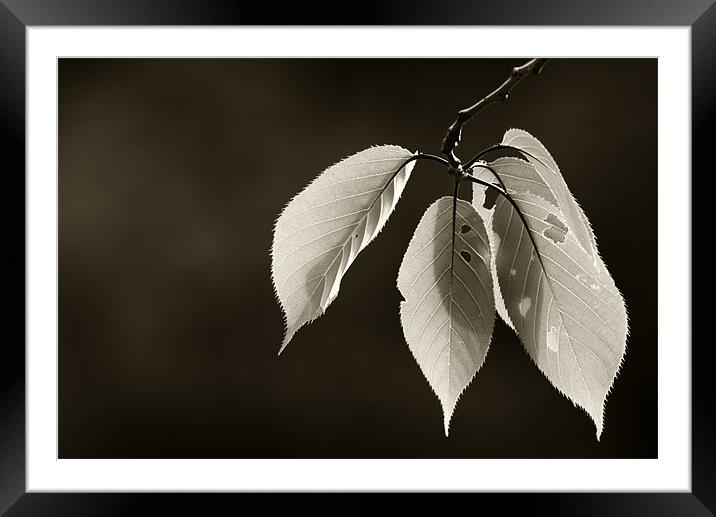Leaves in Black and White Framed Mounted Print by Sandhya Kashyap