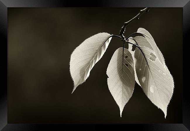 Leaves in Black and White Framed Print by Sandhya Kashyap