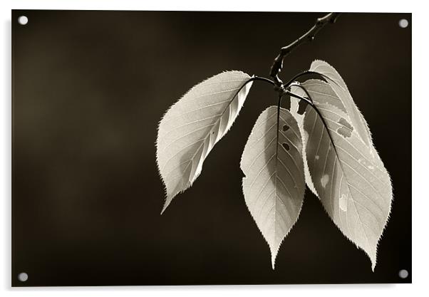 Leaves in Black and White Acrylic by Sandhya Kashyap