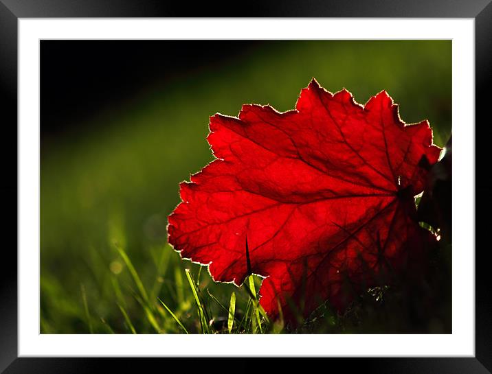 Back lit Red leaf Framed Mounted Print by Sandhya Kashyap