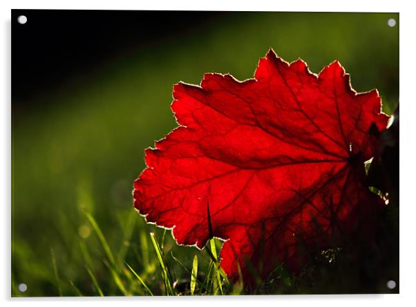 Back lit Red leaf Acrylic by Sandhya Kashyap