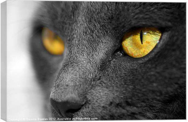 The Golden Eyes of a Cat Canvas Print by Serena Bowles