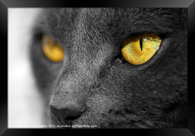 The Golden Eyes of a Cat Framed Print by Serena Bowles
