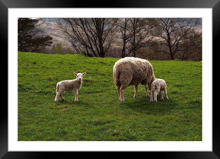 Who you looking at? Framed Mounted Print by Roger Green