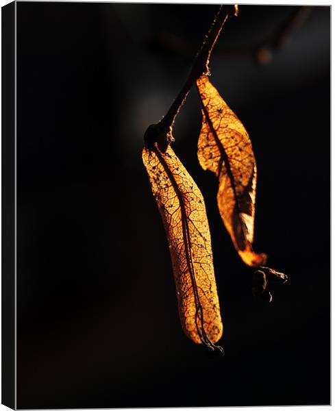 Golden leaves Canvas Print by Sandhya Kashyap