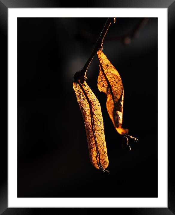 Golden leaves Framed Mounted Print by Sandhya Kashyap
