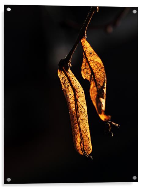 Golden leaves Acrylic by Sandhya Kashyap