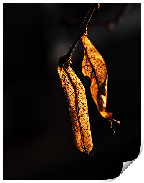 Golden leaves Print by Sandhya Kashyap