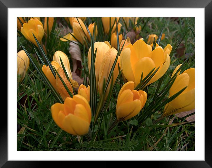 Spring yellow Crocuses Framed Mounted Print by Robert Gipson